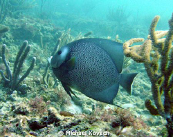 French Angelfish on the Inside Reef at Lauderdale by the Sea by Michael Kovach 